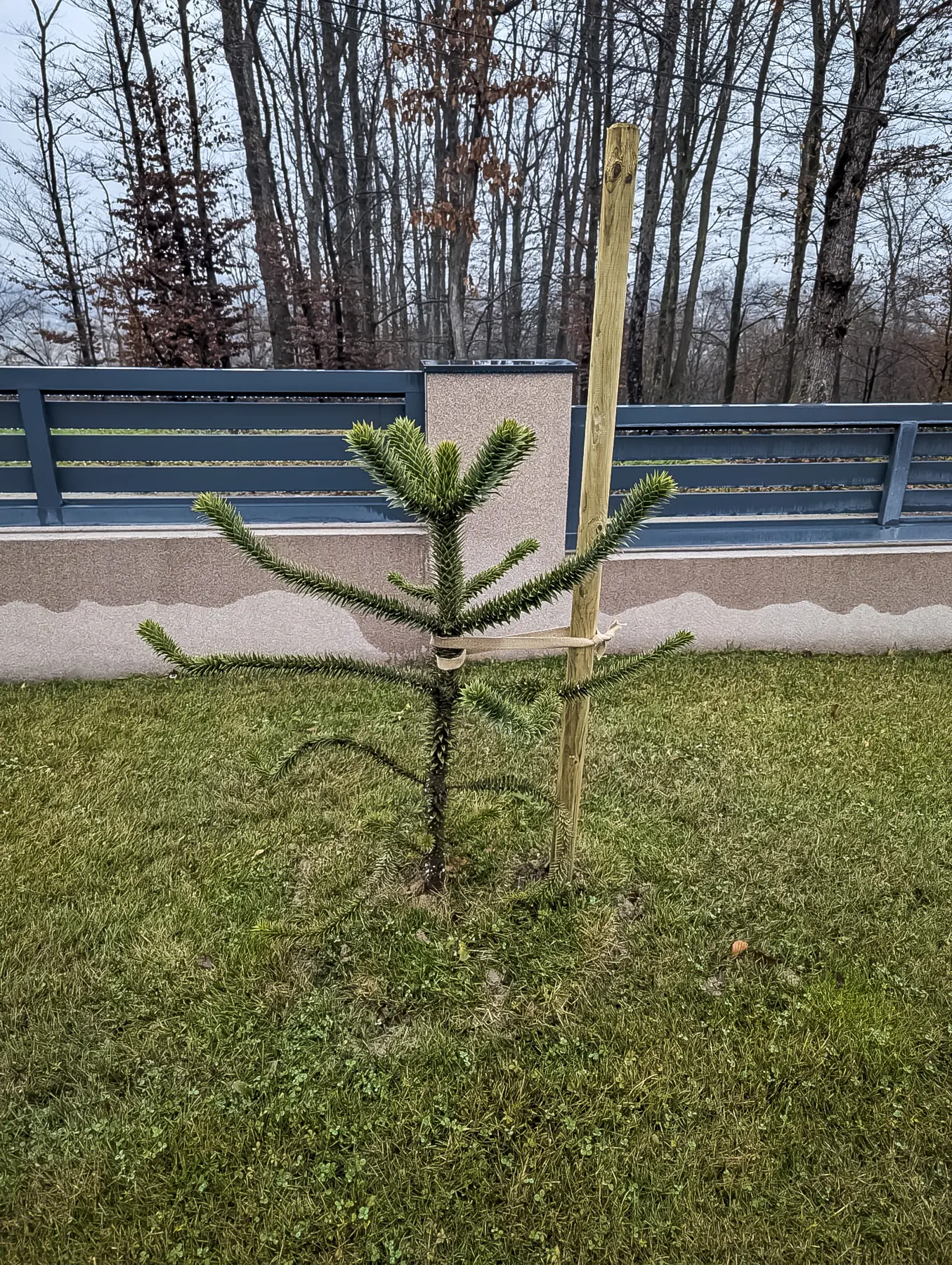Sadnja i uređenje okućnice